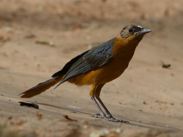 <h3><a href="/trips/gambia/biota/animalia/chordata/aves/040 passeriformes/108 muscicapidae/cossypha heuglini/cossypha heuglini-nl.html">Cossypha&nbsp;heuglini</a> / White‑browed&nbsp;robin‑chat / Witbrauwlawaaimaker</h3>OM-1 Mark II met OLYMPUS M.150-400mm F4.5 TC, 1/2000 sec  bij F5.6, ISO 1250, afstand 5.99&nbsp;m